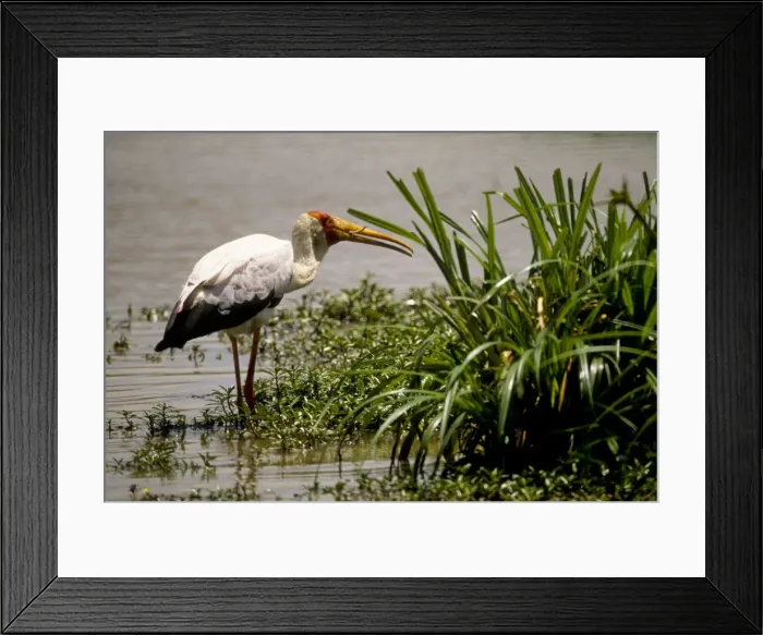 Framed Print : DDE-90019785 Framed Print : DDE-90019785