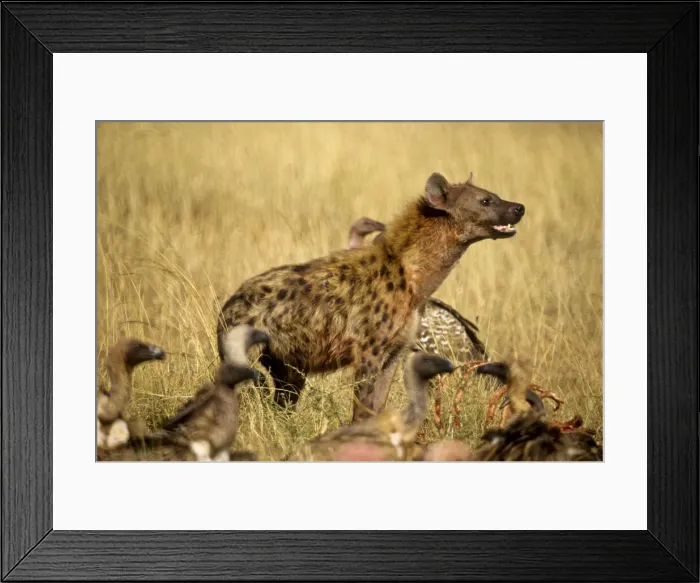 Framed Print : DDE-90019788