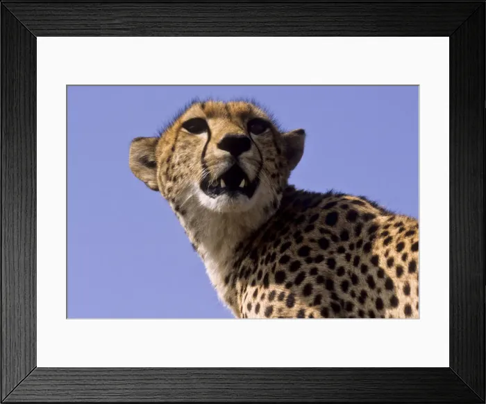 Framed Print : DDE-90019790 Framed Print : DDE-90019790