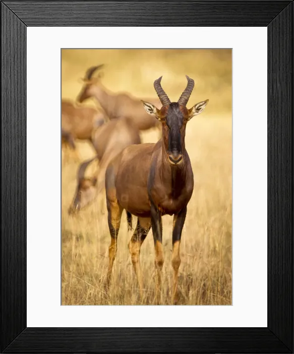 Framed Print : DDE-90019791