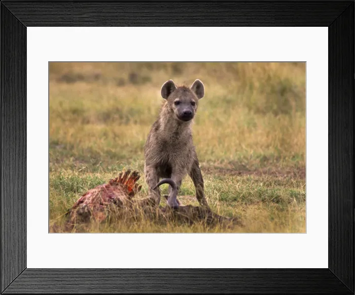 Framed Print : DDE-90019789 Framed Print : DDE-90019789
