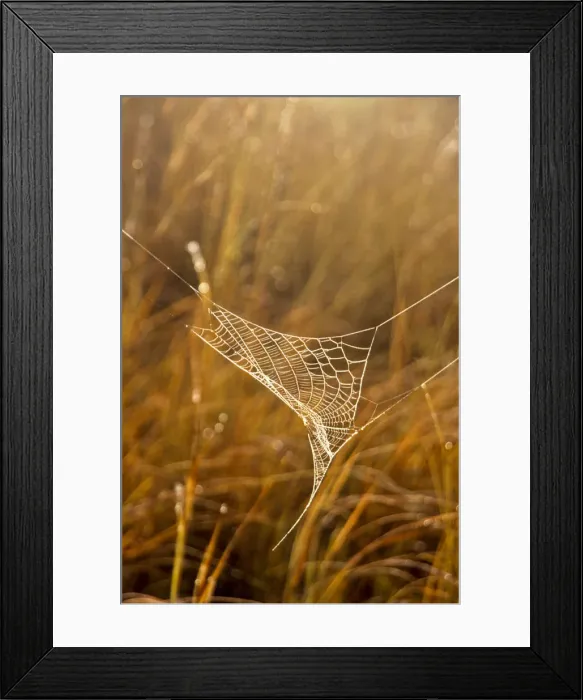 Framed Print : DDE-90019793 Framed Print : DDE-90019793