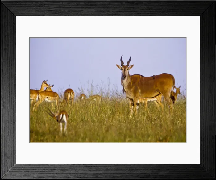 Framed Print : DDE-90019792 Framed Print : DDE-90019792