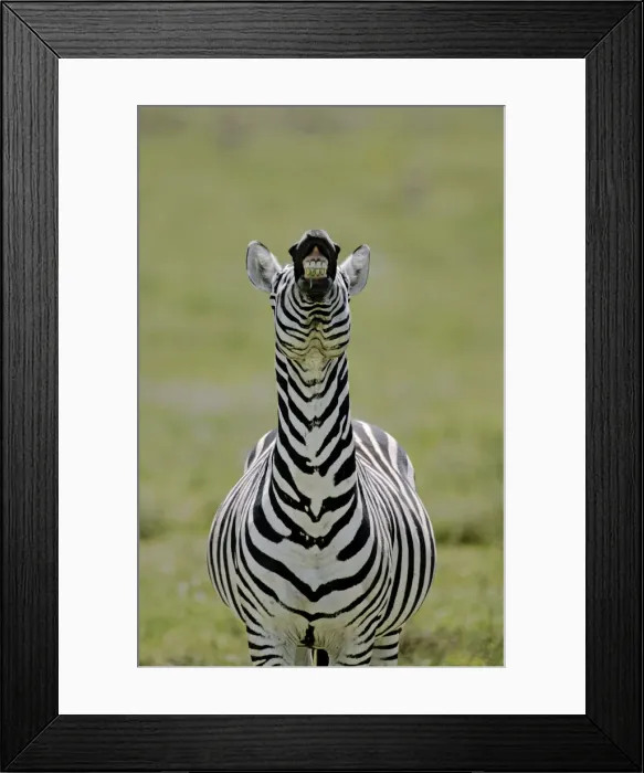 Framed Print : DDE-90019796 Framed Print : DDE-90019796