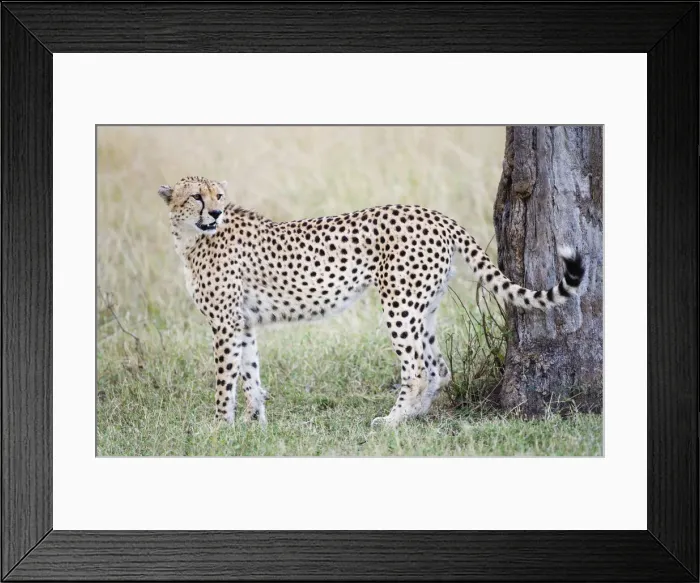 Framed Print : DDE-90019797