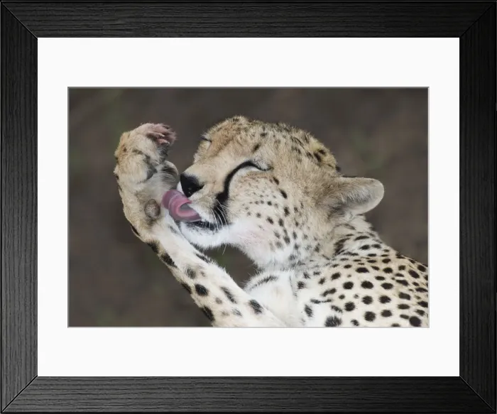 Framed Print : DDE-90019798 Framed Print : DDE-90019798