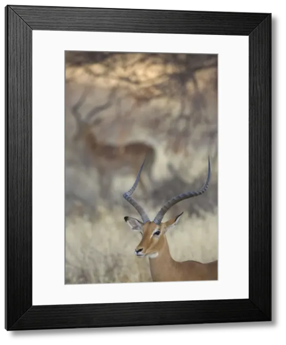 Framed Print : DDE-90019800 Framed Print : DDE-90019800