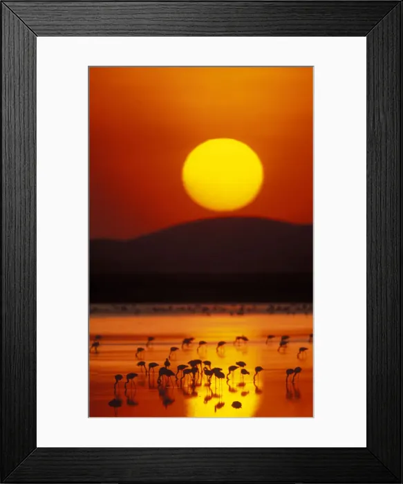 Framed Print : DDE-90019801 Framed Print : DDE-90019801
