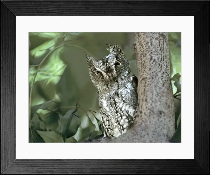 Framed Print : DDE-90019803 Framed Print : DDE-90019803
