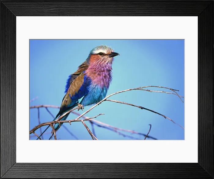 Framed Print : DDE-90019804 Framed Print : DDE-90019804
