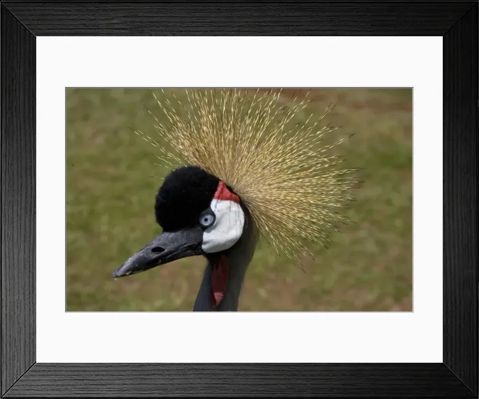 Framed Print : DDE-90019805 Framed Print : DDE-90019805