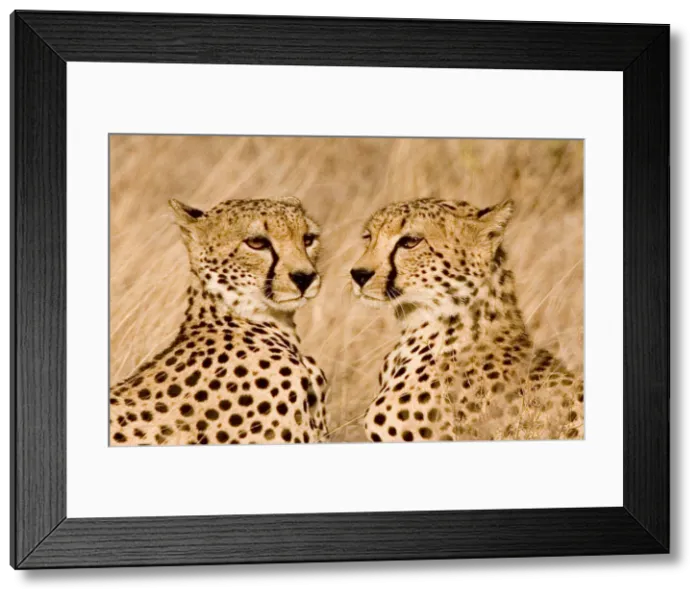 Framed Print : DDE-90019806 Framed Print : DDE-90019806