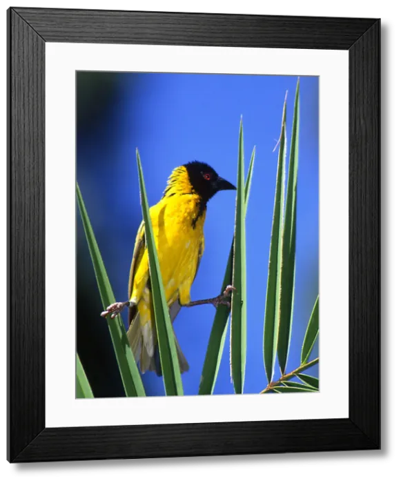 Framed Print : DDE-90019807 Framed Print : DDE-90019807