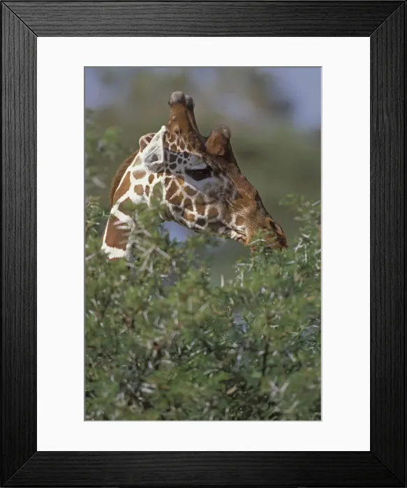 Framed Print : DDE-90019802 Framed Print : DDE-90019802
