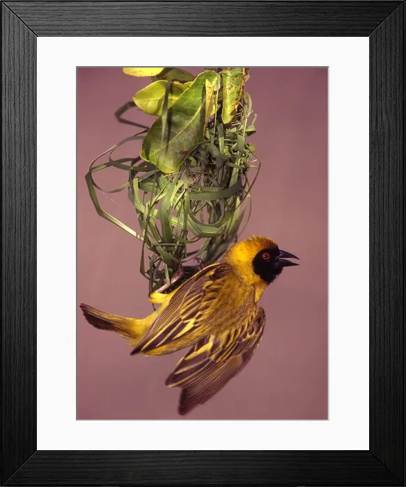 Framed Print : DDE-90019808 Framed Print : DDE-90019808