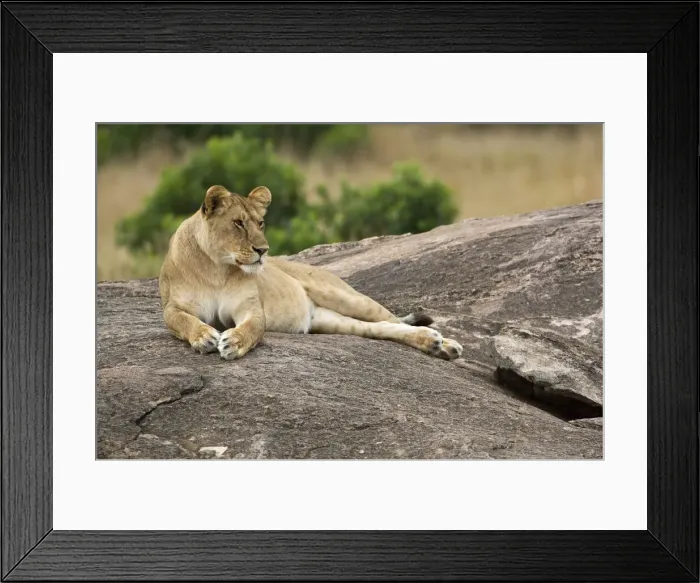 Framed Print : DDE-90019809 Framed Print : DDE-90019809