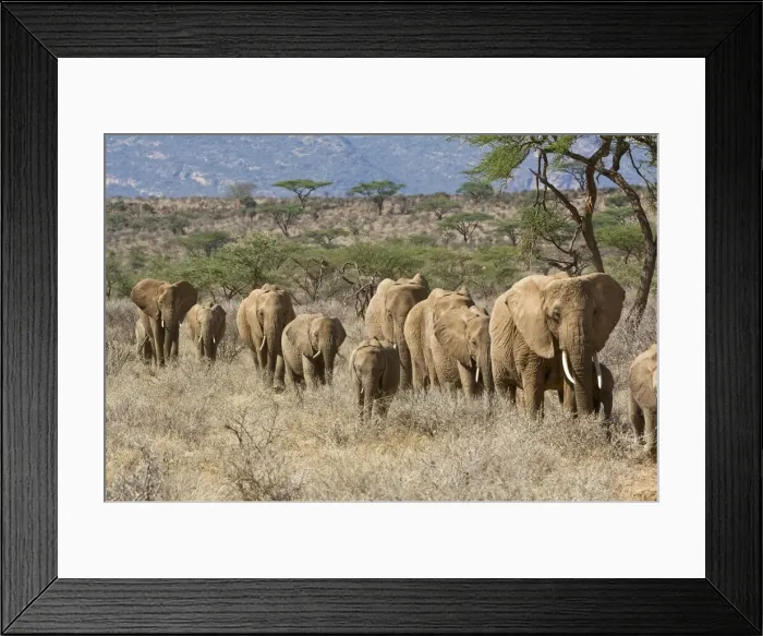 Framed Print : DDE-90019811 Framed Print : DDE-90019811