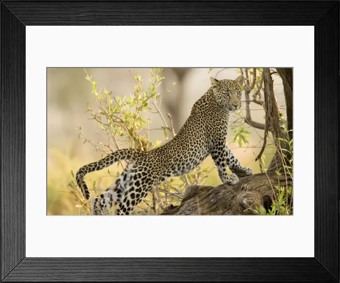 Framed Print : DDE-90019812 Framed Print : DDE-90019812