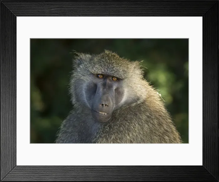 Framed Print : DDE-90019813 Framed Print : DDE-90019813