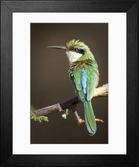Framed Print : DDE-90019810 Framed Print : DDE-90019810