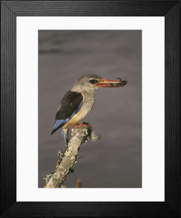Framed Print : DDE-90019814 Framed Print : DDE-90019814