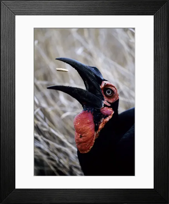 Framed Print : DDE-90019815 Framed Print : DDE-90019815