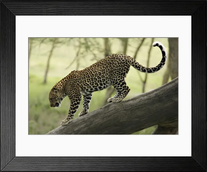 Framed Print : DDE-90019817 Framed Print : DDE-90019817