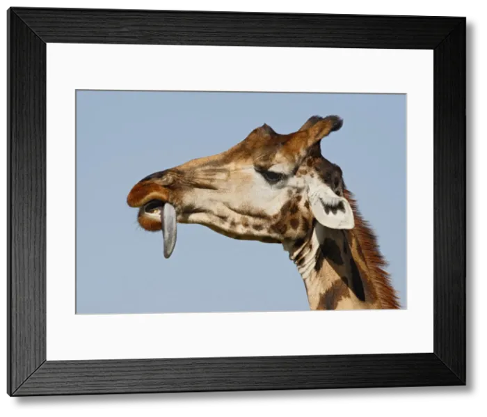Framed Print : DDE-90019818 Framed Print : DDE-90019818