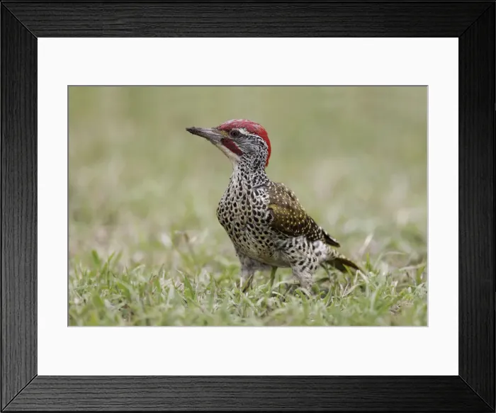 Framed Print : DDE-90019819 Framed Print : DDE-90019819