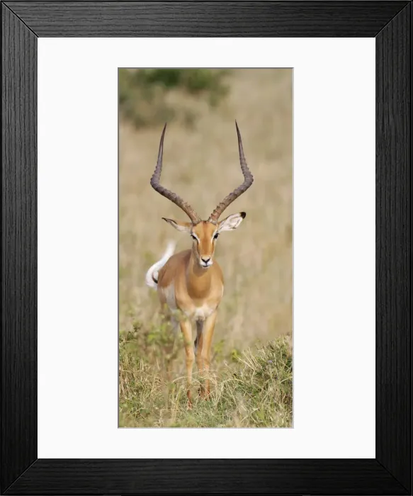 Framed Print : DDE-90019821 Framed Print : DDE-90019821