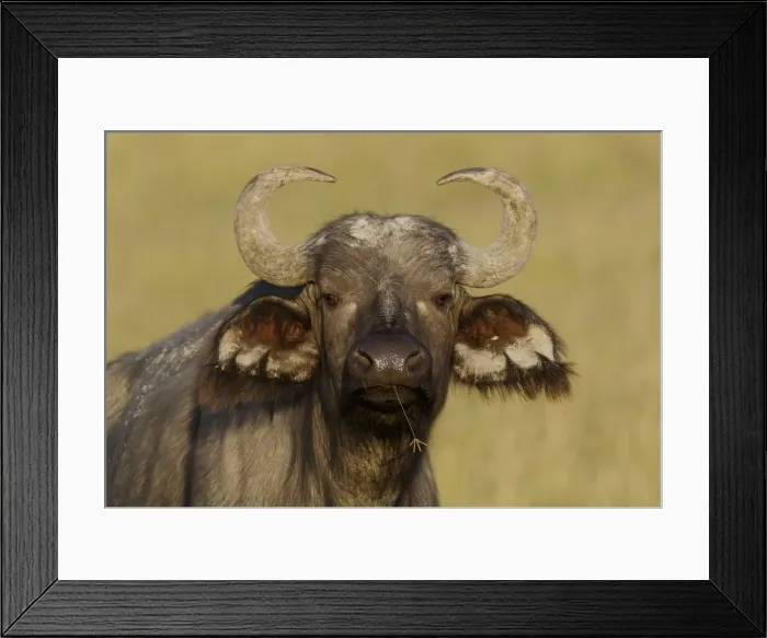 Framed Print : DDE-90019820 Framed Print : DDE-90019820