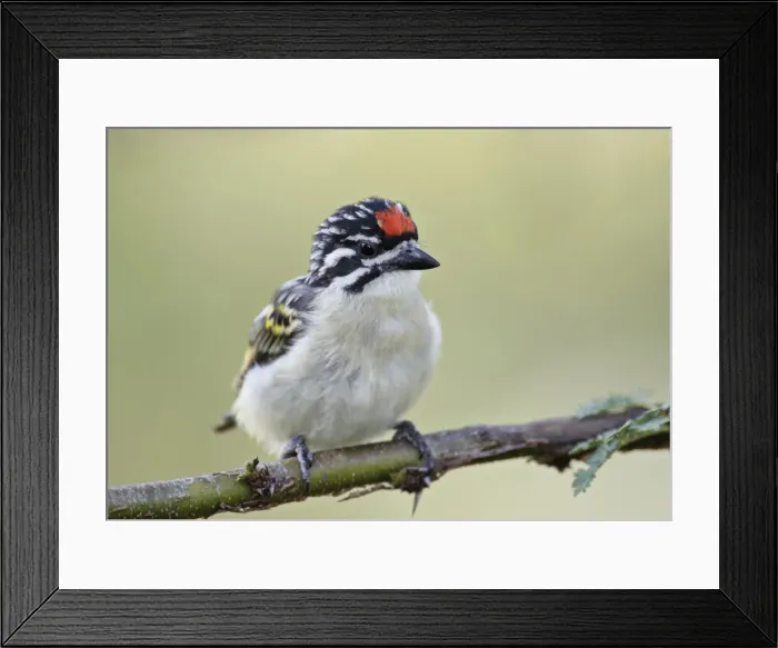 Framed Print : DDE-90019823 Framed Print : DDE-90019823