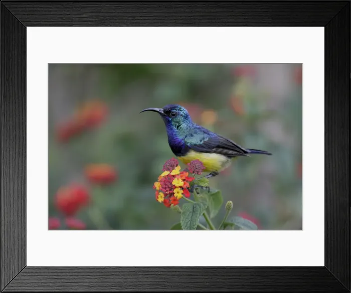 Framed Print : DDE-90019824 Framed Print : DDE-90019824