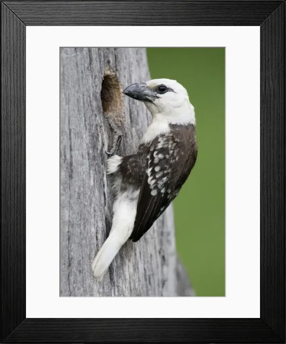 Framed Print : DDE-90019825 Framed Print : DDE-90019825