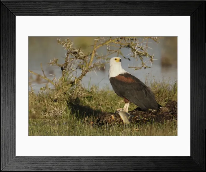 Framed Print : DDE-90019826 Framed Print : DDE-90019826