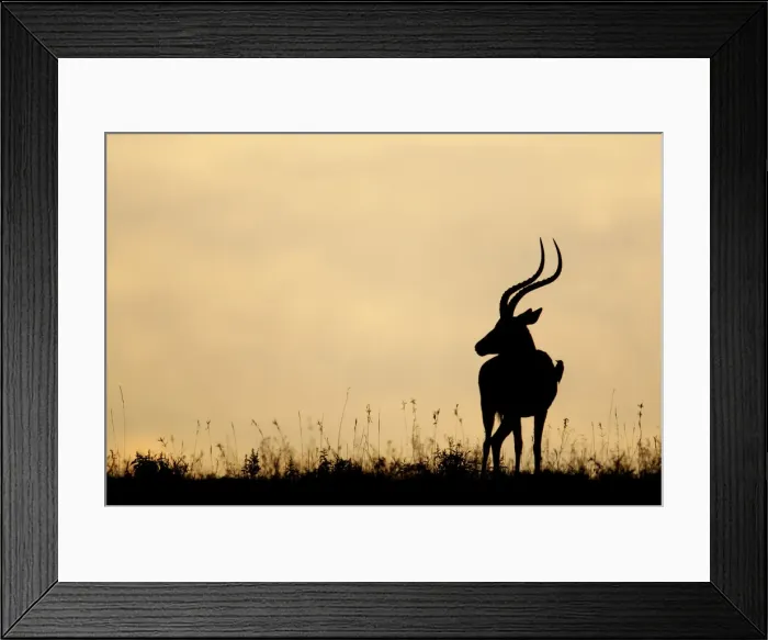 Framed Print : DDE-90019822 Framed Print : DDE-90019822