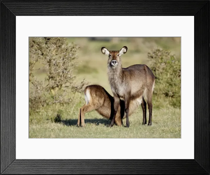 Framed Print : DDE-90019827 Framed Print : DDE-90019827