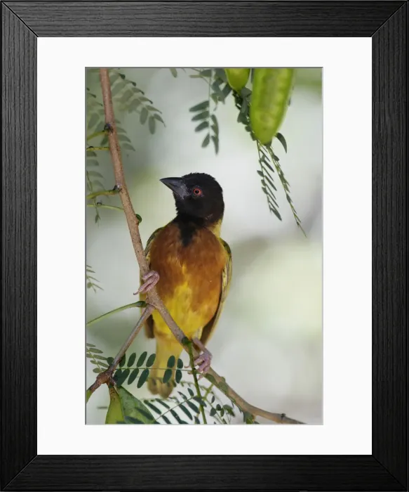 Framed Print : DDE-90019829 Framed Print : DDE-90019829