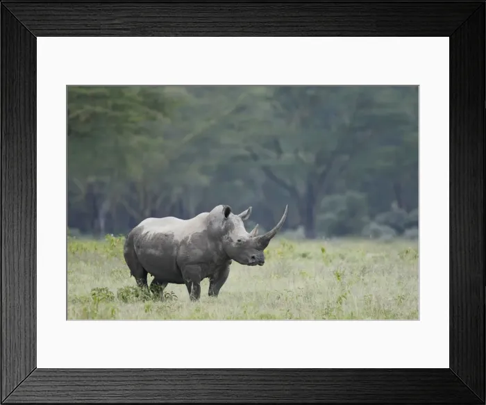 Framed Print : DDE-90019830 Framed Print : DDE-90019830