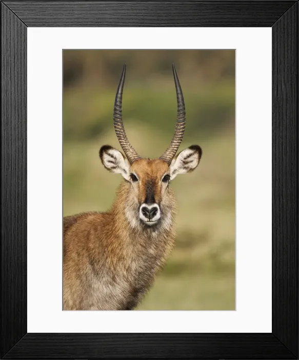 Framed Print : DDE-90019828 Framed Print : DDE-90019828