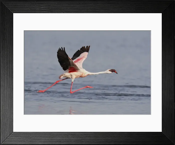 Framed Print : DDE-90019832 Framed Print : DDE-90019832