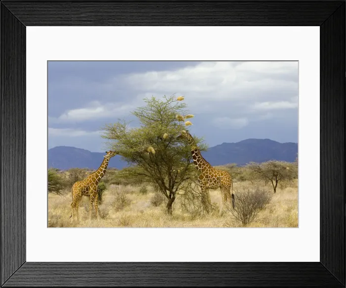 Framed Print : DDE-90019836 Framed Print : DDE-90019836