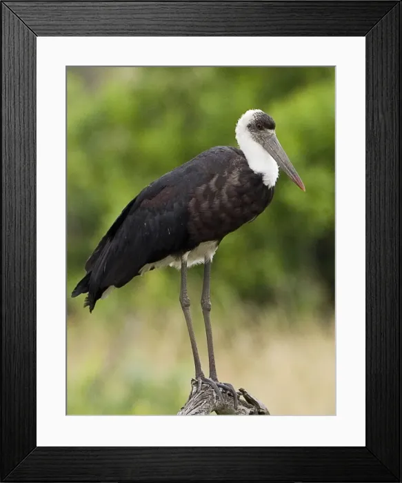 Framed Print : DDE-90019837 Framed Print : DDE-90019837