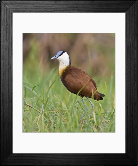 Framed Print : DDE-90019839 Framed Print : DDE-90019839