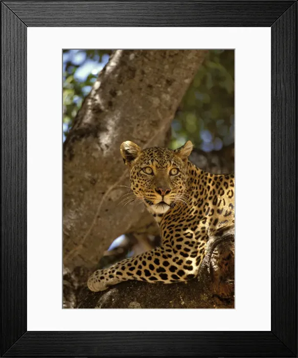 Framed Print : DDE-90019835 Framed Print : DDE-90019835
