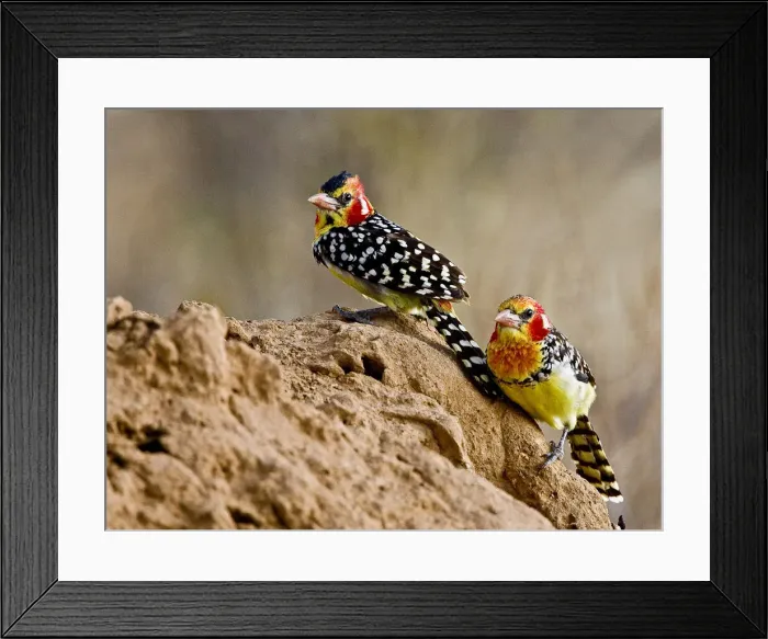 Framed Print : DDE-90019840 Framed Print : DDE-90019840