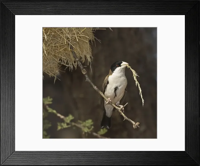 Framed Print : DDE-90019842 Framed Print : DDE-90019842