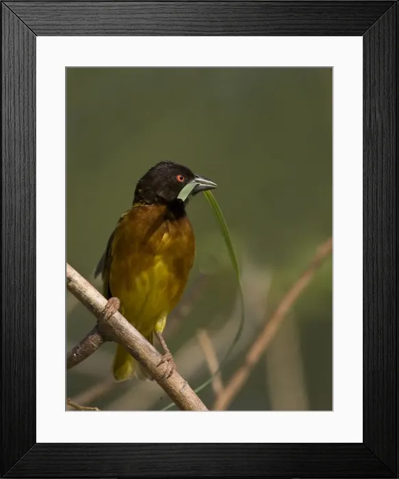 Framed Print : DDE-90019843