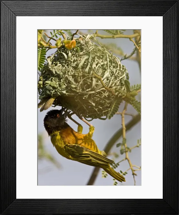Framed Print : DDE-90019844 Framed Print : DDE-90019844