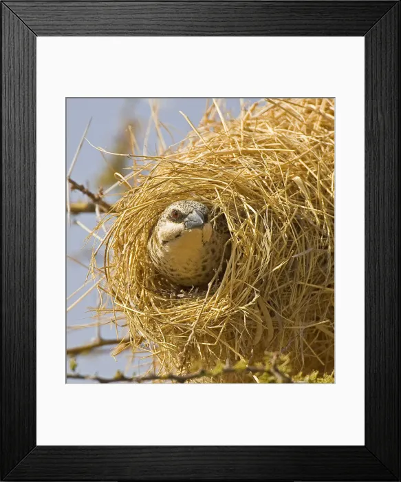 Framed Print : DDE-90019841 Framed Print : DDE-90019841